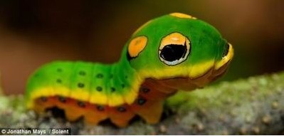 �����ȵ�ëë�� ����ëë��αװ�ɿֲ�С��