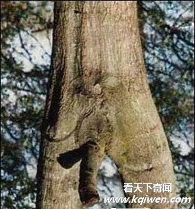 ���������̫�������Ǵ���Ȼ̫����