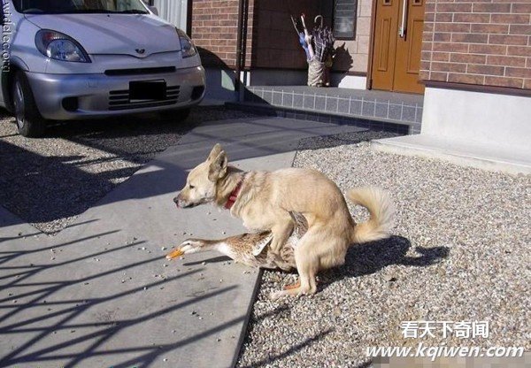 �����İ��ĳ��ͳ��� ǿ����������ͼ�̵�(��ͼ)