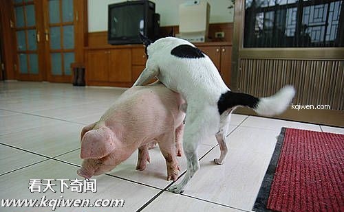 ɵ��������ɫ����ɱ