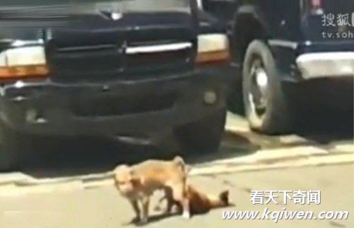 ʵ���������ְ�������������� Χ��·�˿�Ц����(��Ƶ����ͼ)